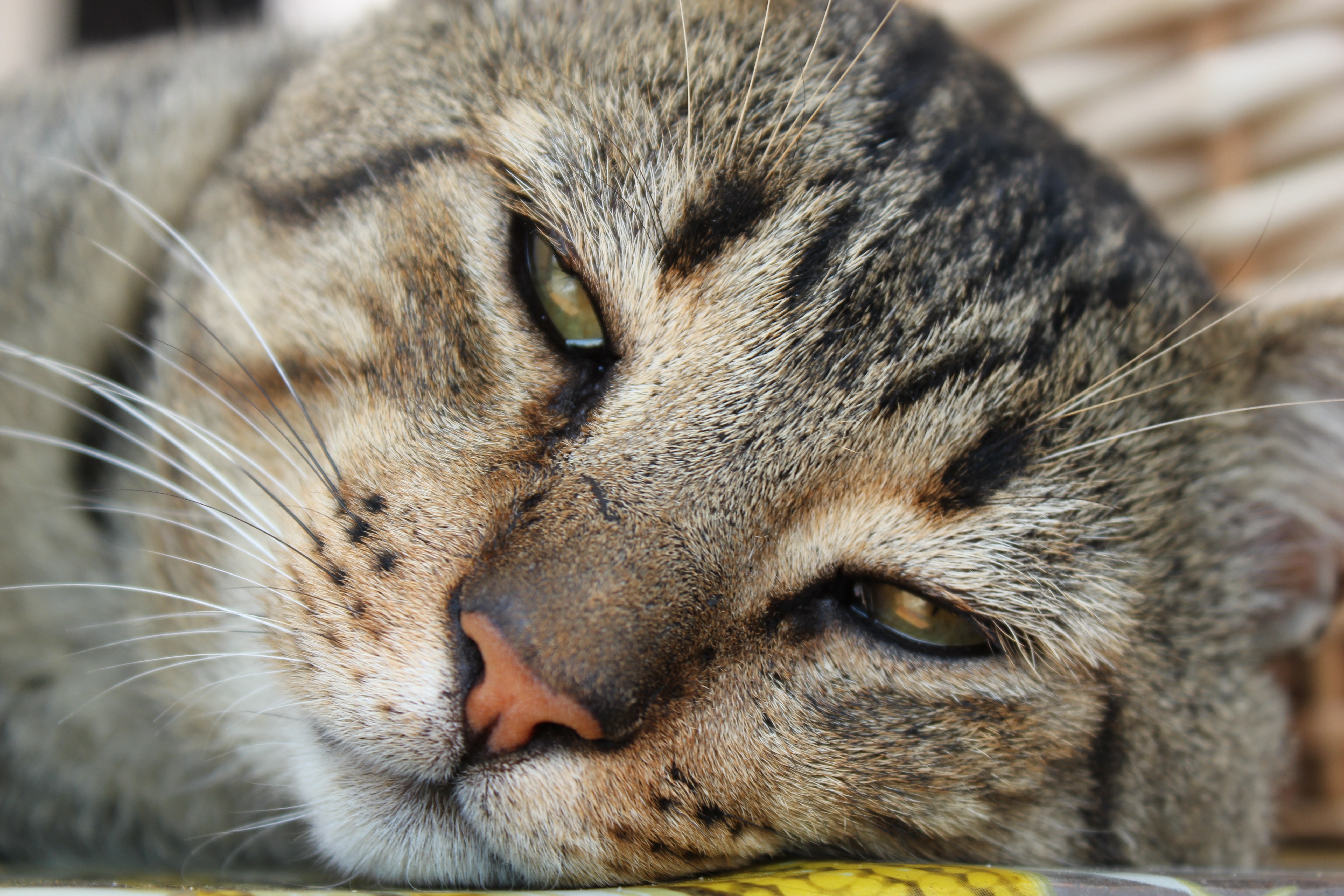 Cat, Face, Animal, Tired, Rest, Pet, one animal, domestic cat