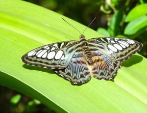 gray white and black butterfly thumbnail