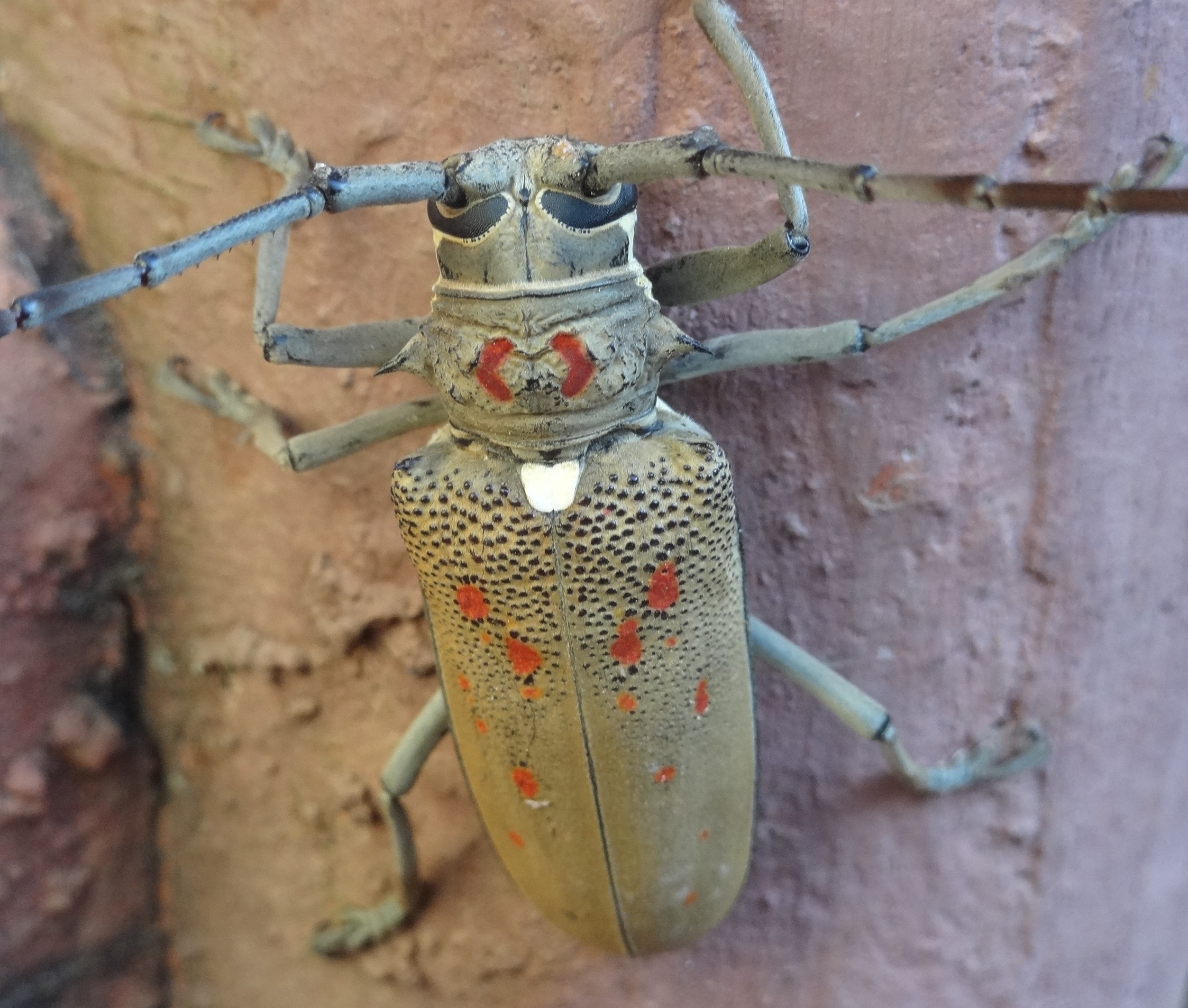 brown and orange beetle on brown surface