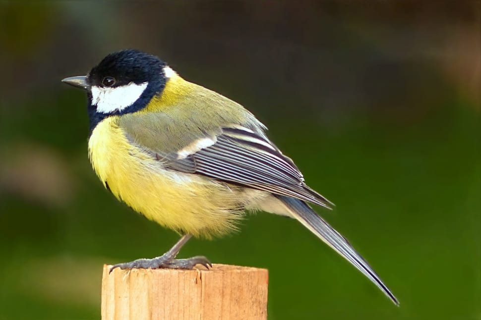 shallow focus photo of yellow, blue and white bird preview