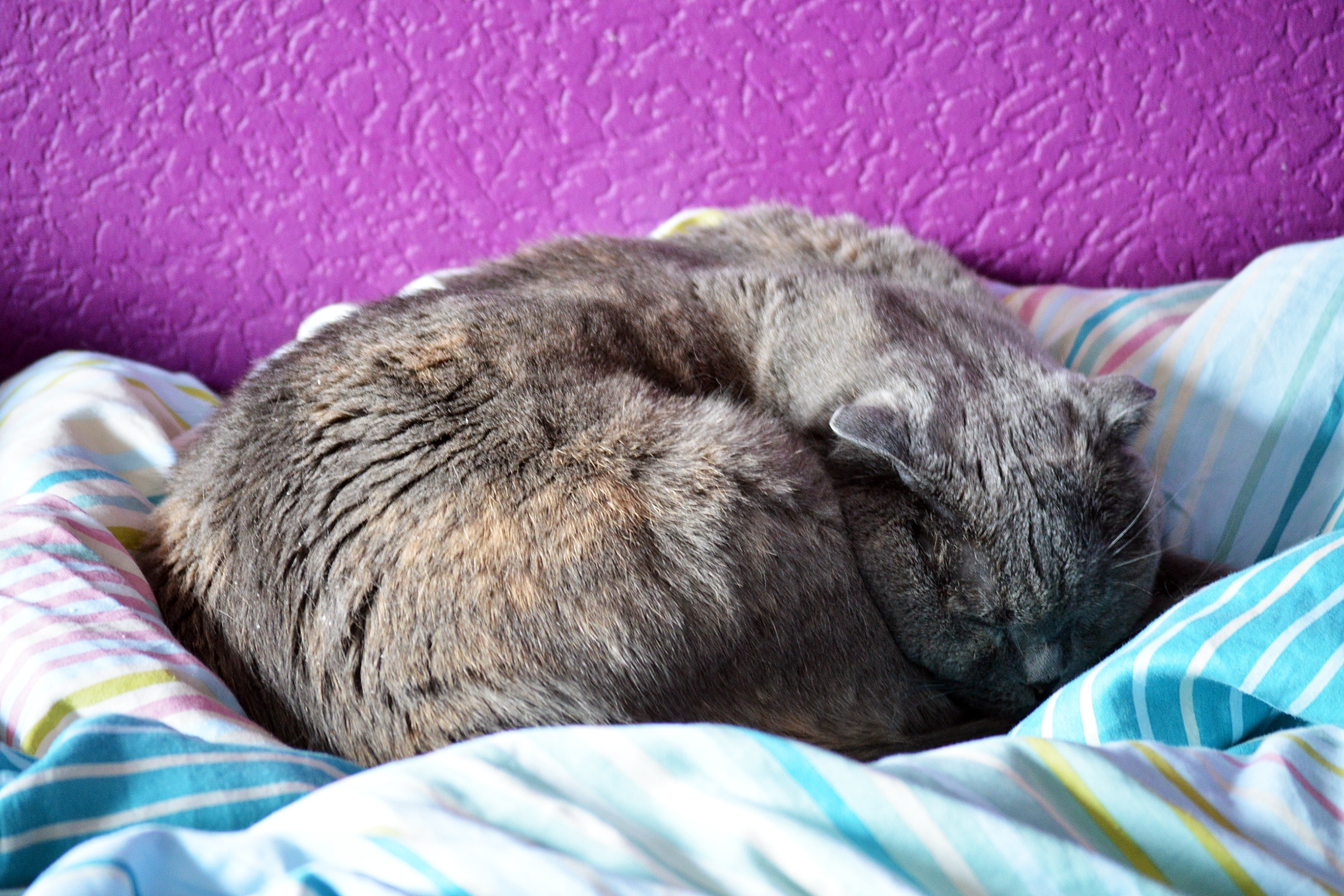 gray and brown short fur cat