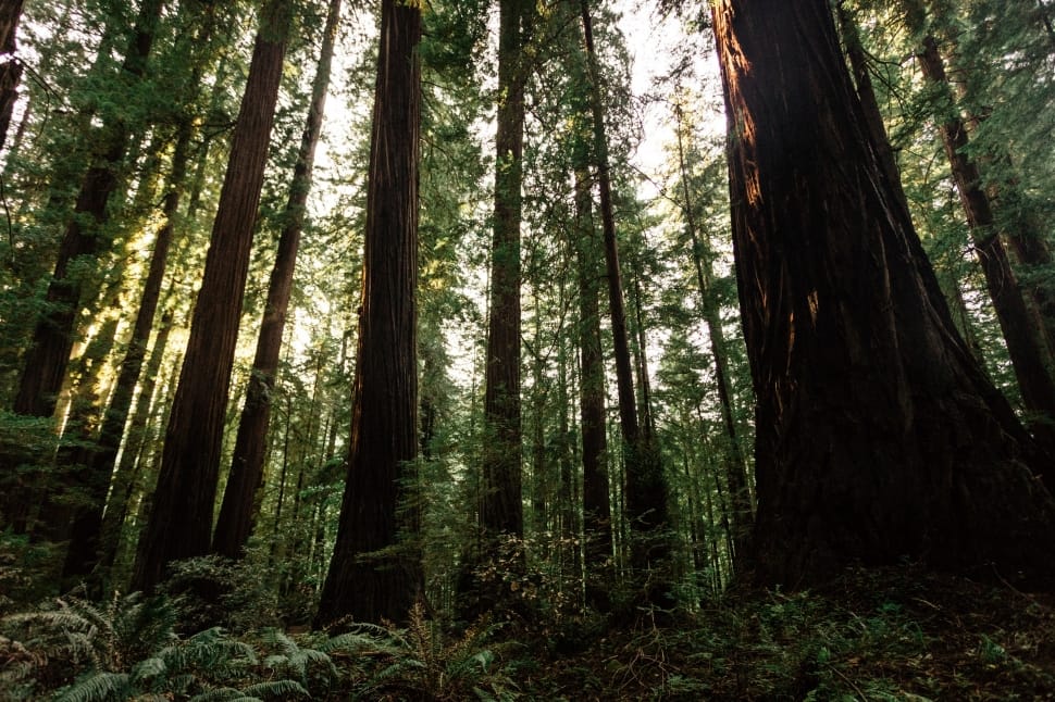 forest, woods, wildlife, dark, forest, tree preview