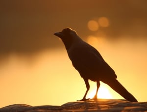 silhouette of bird thumbnail