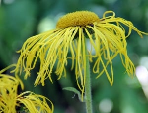 yellow dandelion thumbnail