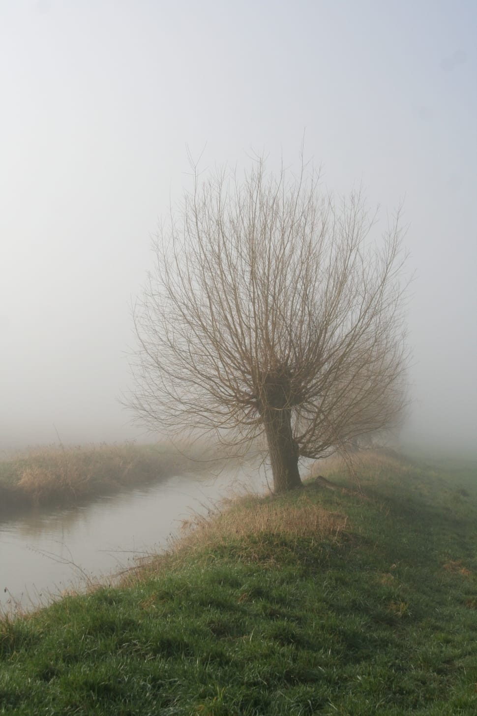 bare tree preview