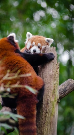 2 red panda thumbnail