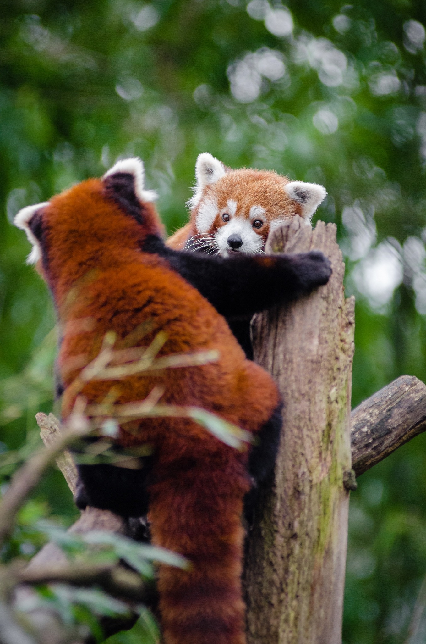 2 red panda