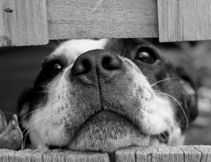 grayscale photo of dog through the wood panel thumbnail