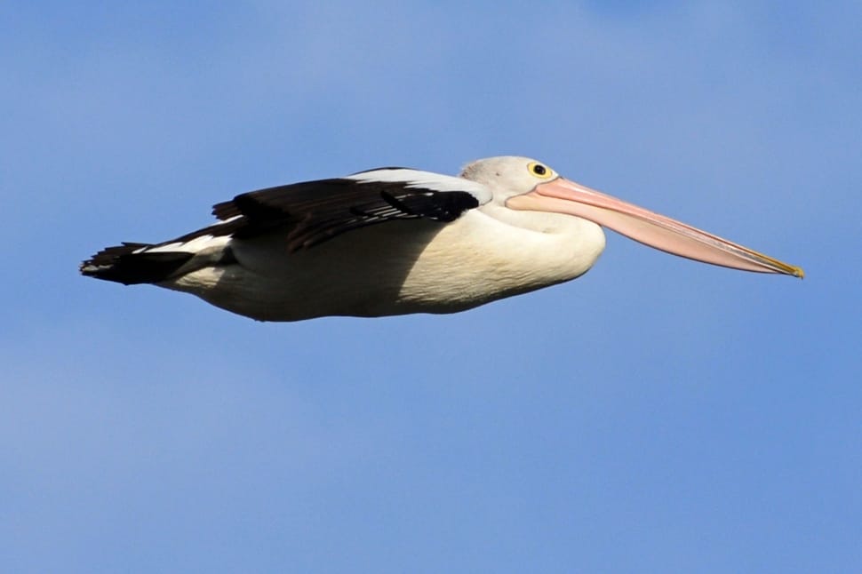 white and brown pelican preview