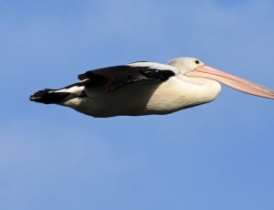 white and brown pelican thumbnail