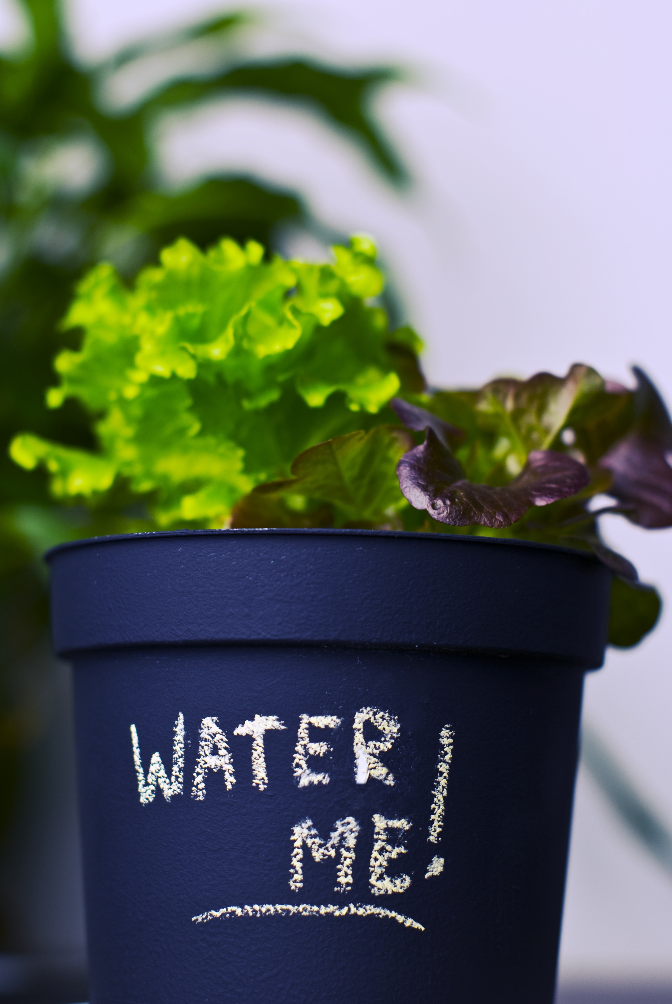 1080x1920-wallpaper-water-me-text-in-black-plant-pot-peakpx