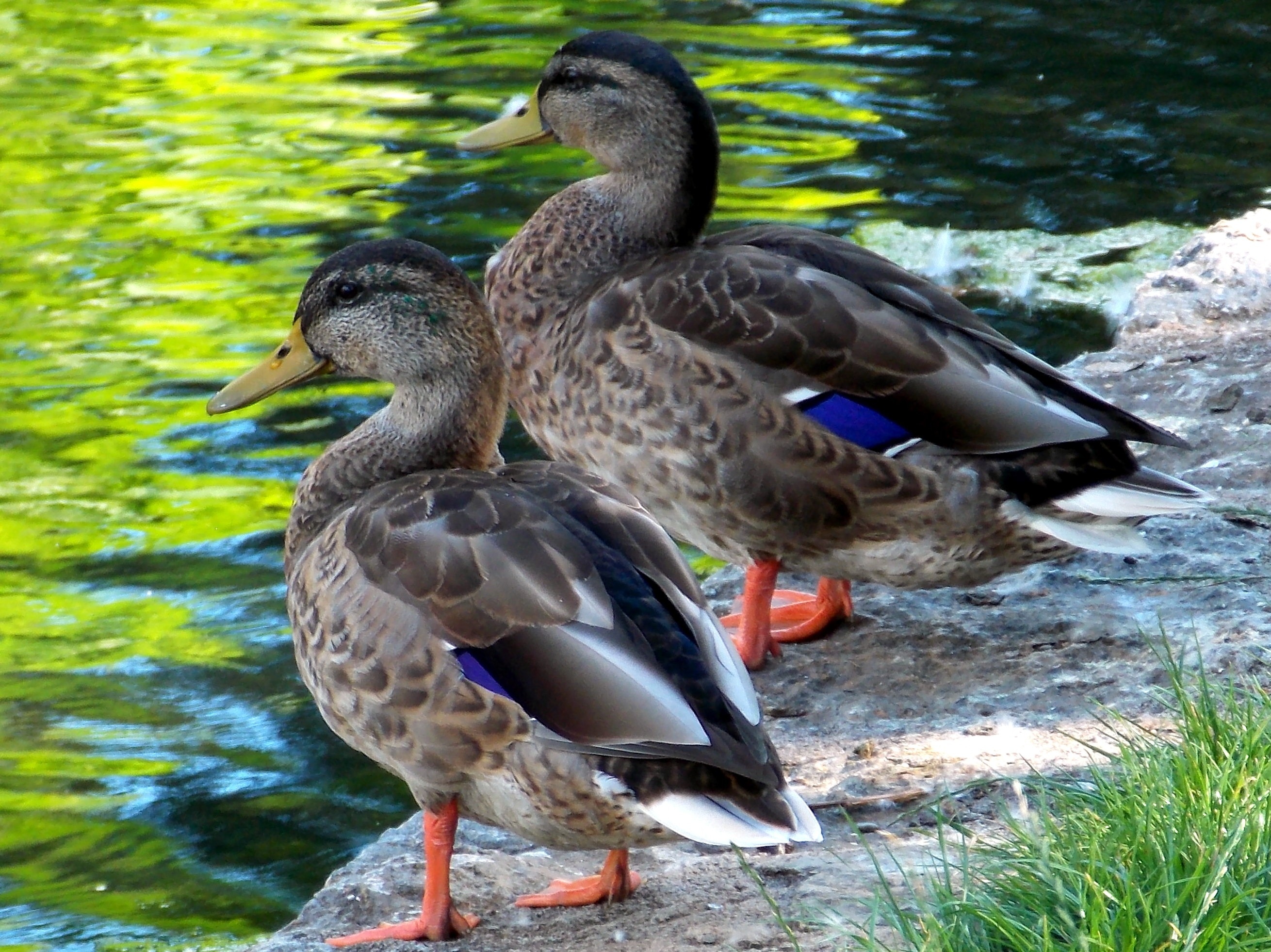 two black gray and blue ducks
