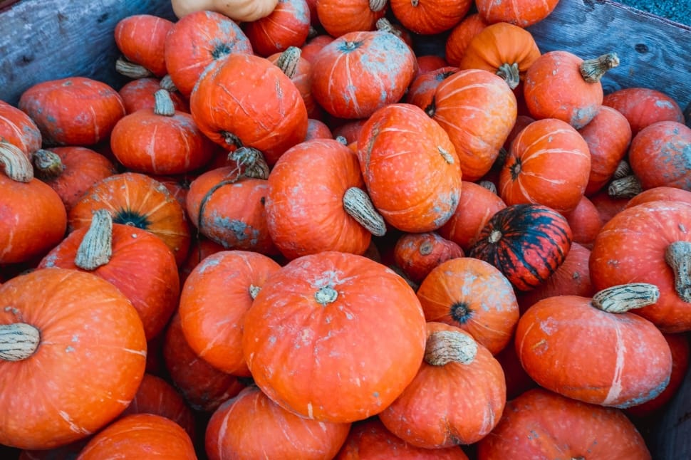 Holiday, Thanksgiving, Fall, Pumpkin, food and drink, fruit preview