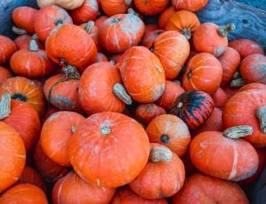 Holiday, Thanksgiving, Fall, Pumpkin, food and drink, fruit thumbnail