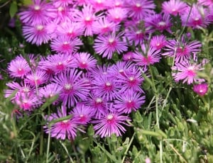 pink and purple petaled flowers thumbnail