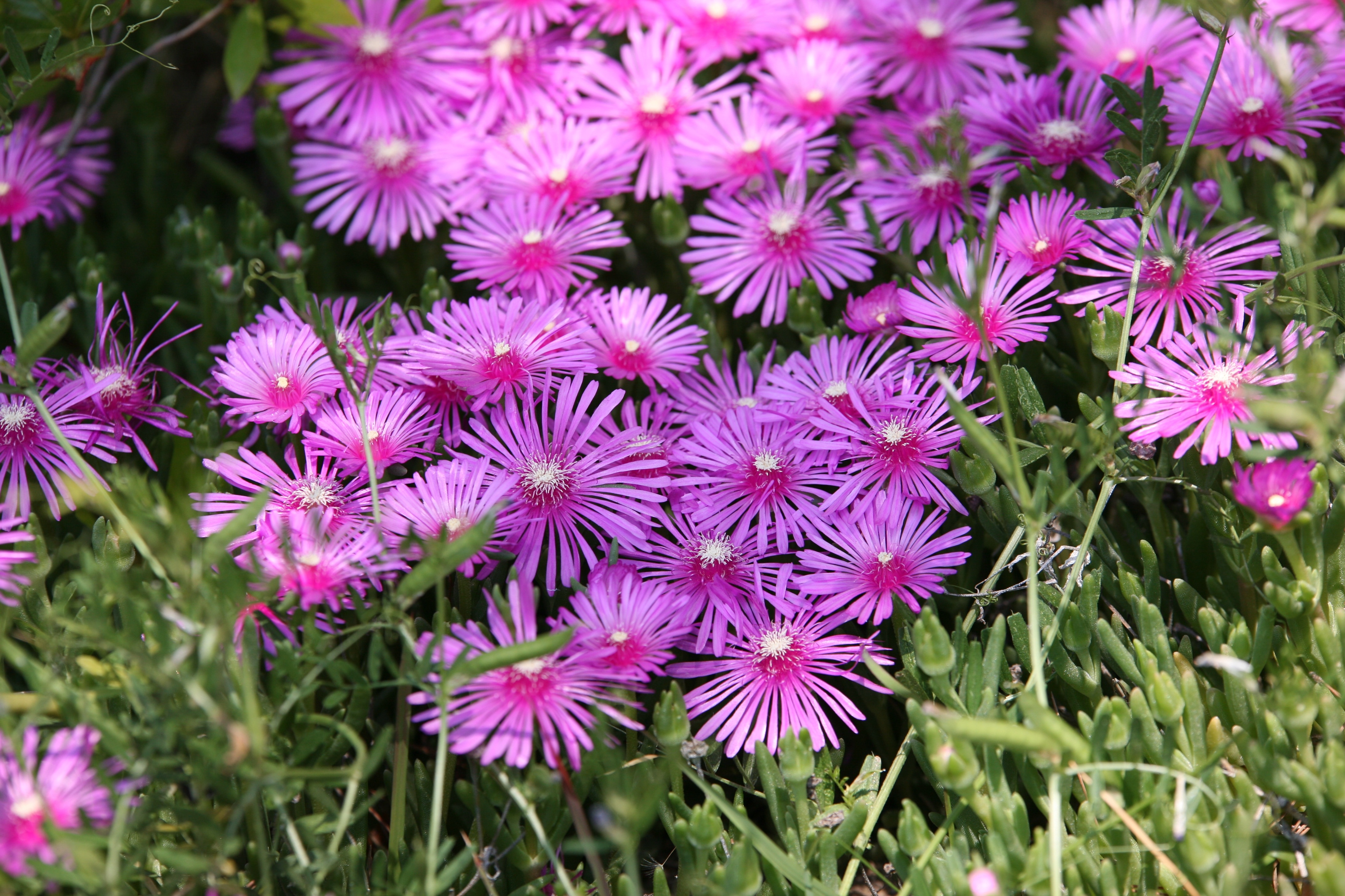 pink and purple petaled flowers