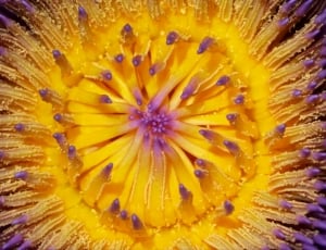 yellow and purple passion vine flower thumbnail