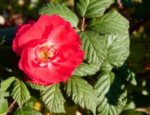 closeup photography red petaled flower thumbnail