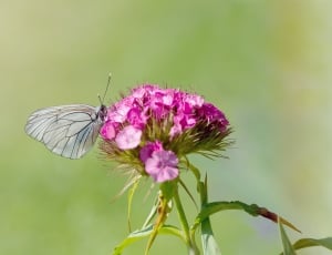 white common pierrot butterfly thumbnail