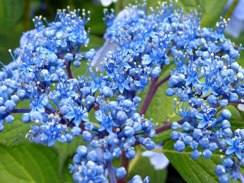 blue flowers preview