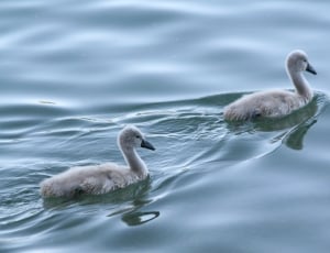 2 gray swans thumbnail