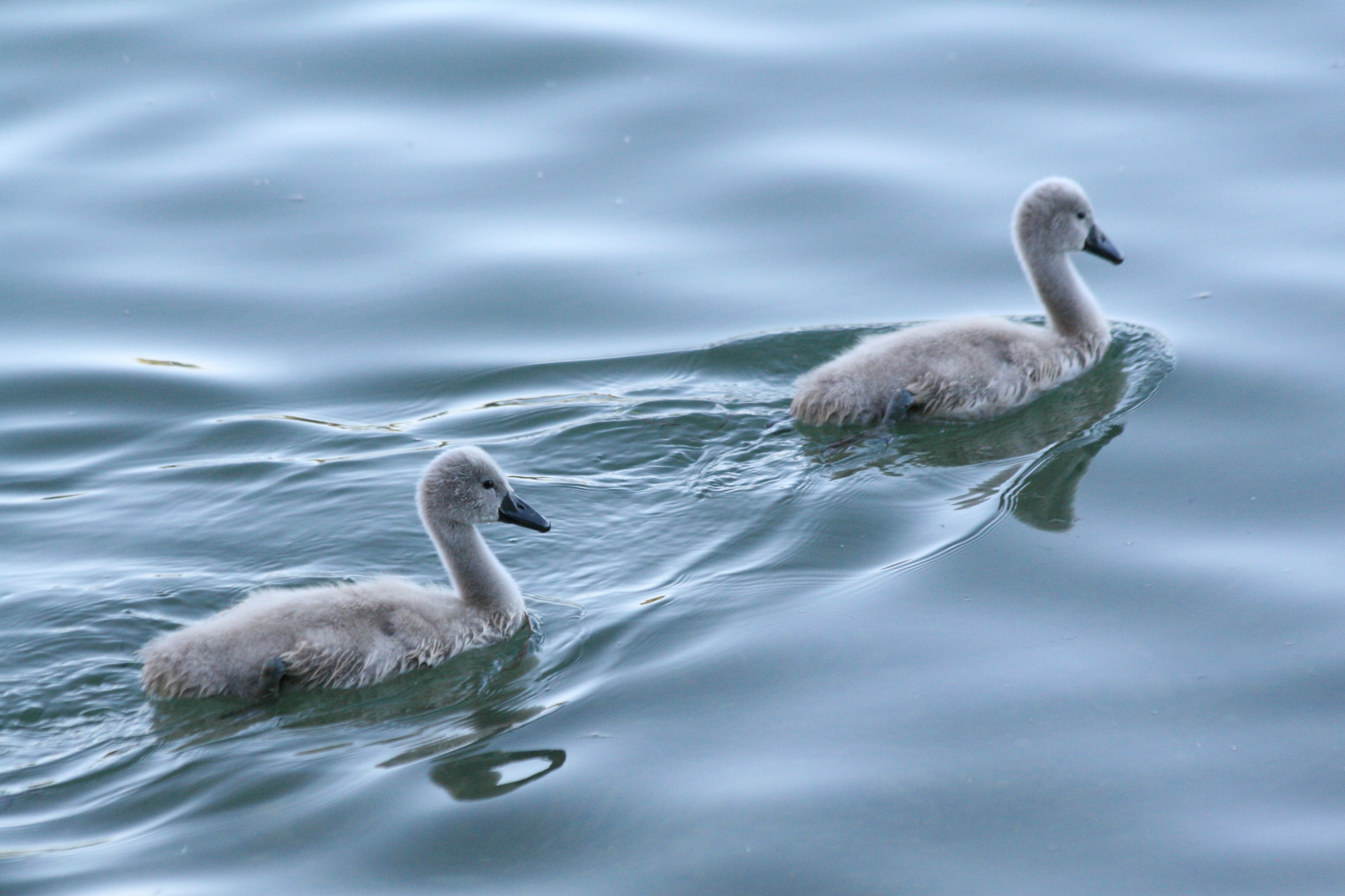 2 gray swans