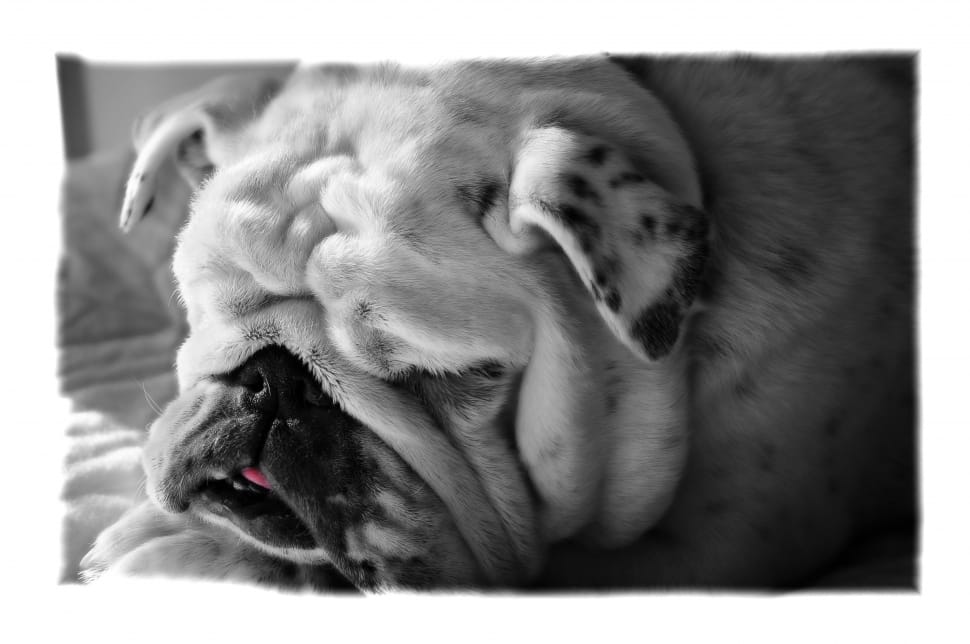 Bulldog, Cute, Dog, Canine, Pet, dog, one animal preview