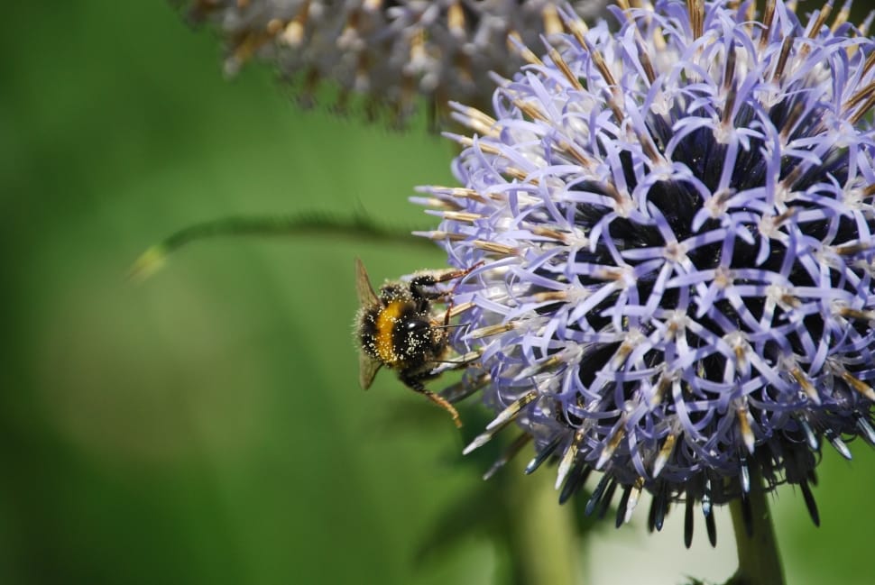 bumblebee on purple petaled flower in closeup photography preview