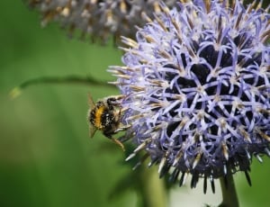 bumblebee on purple petaled flower in closeup photography thumbnail