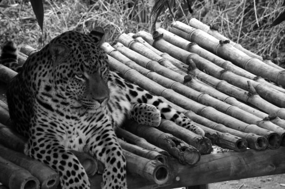 gray scale photograpy of animal near bamboo trunks preview