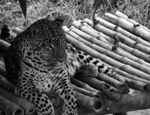 gray scale photograpy of animal near bamboo trunks thumbnail