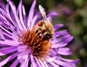 Pollen, Flower, Bee, Insect, Macro, flower, purple thumbnail