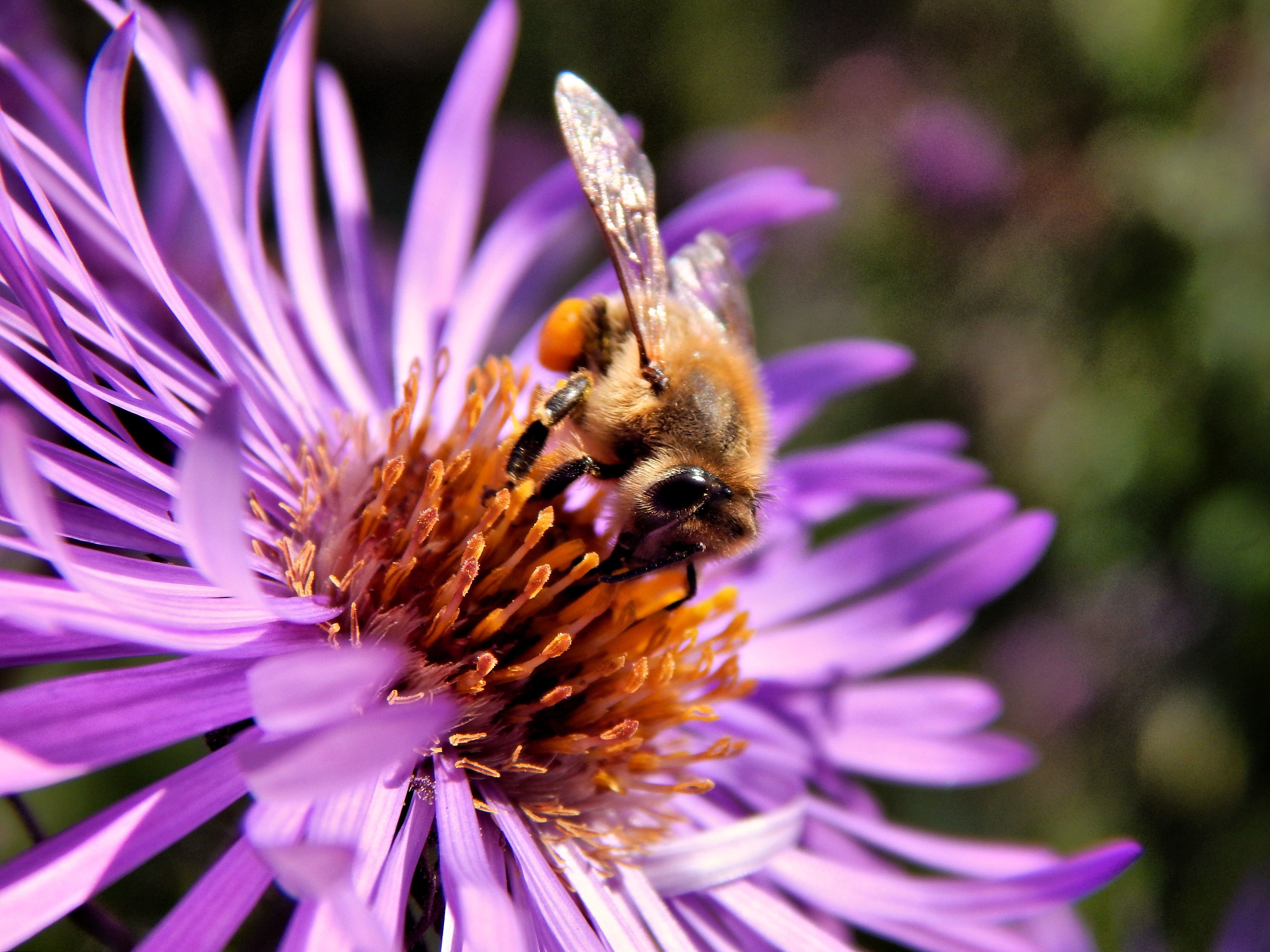 Pollen, Flower, Bee, Insect, Macro, flower, purple