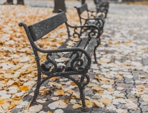 brown dried leaves on black steel bench thumbnail