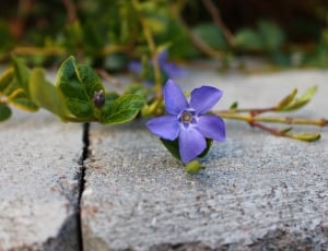 purple flower plant thumbnail