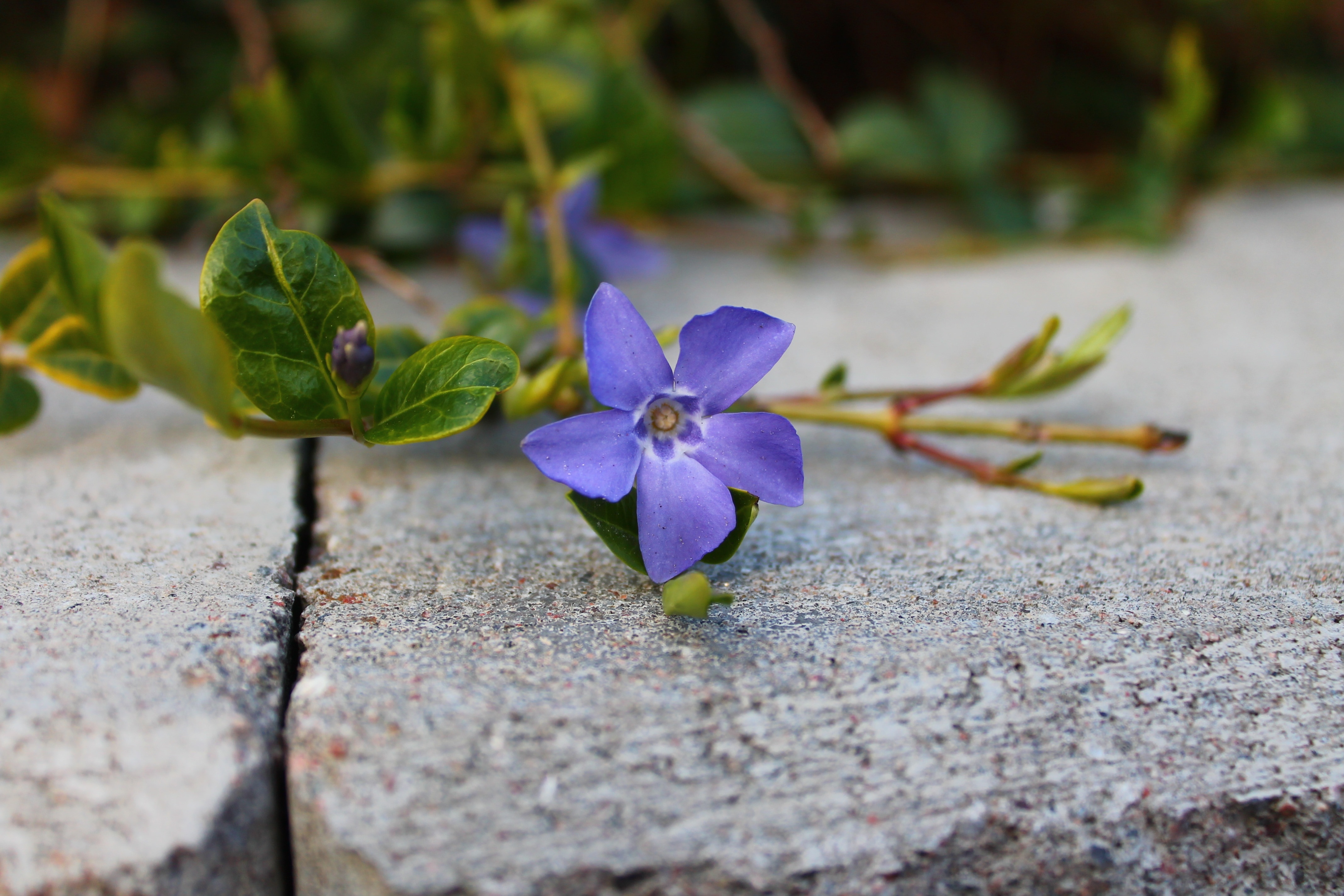 purple flower plant