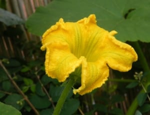 yellow and green outdoor plant photography thumbnail