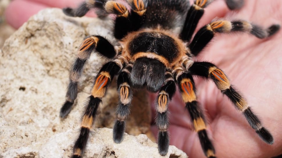 mexican red knee tarantula preview
