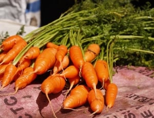 bundle of carrots thumbnail