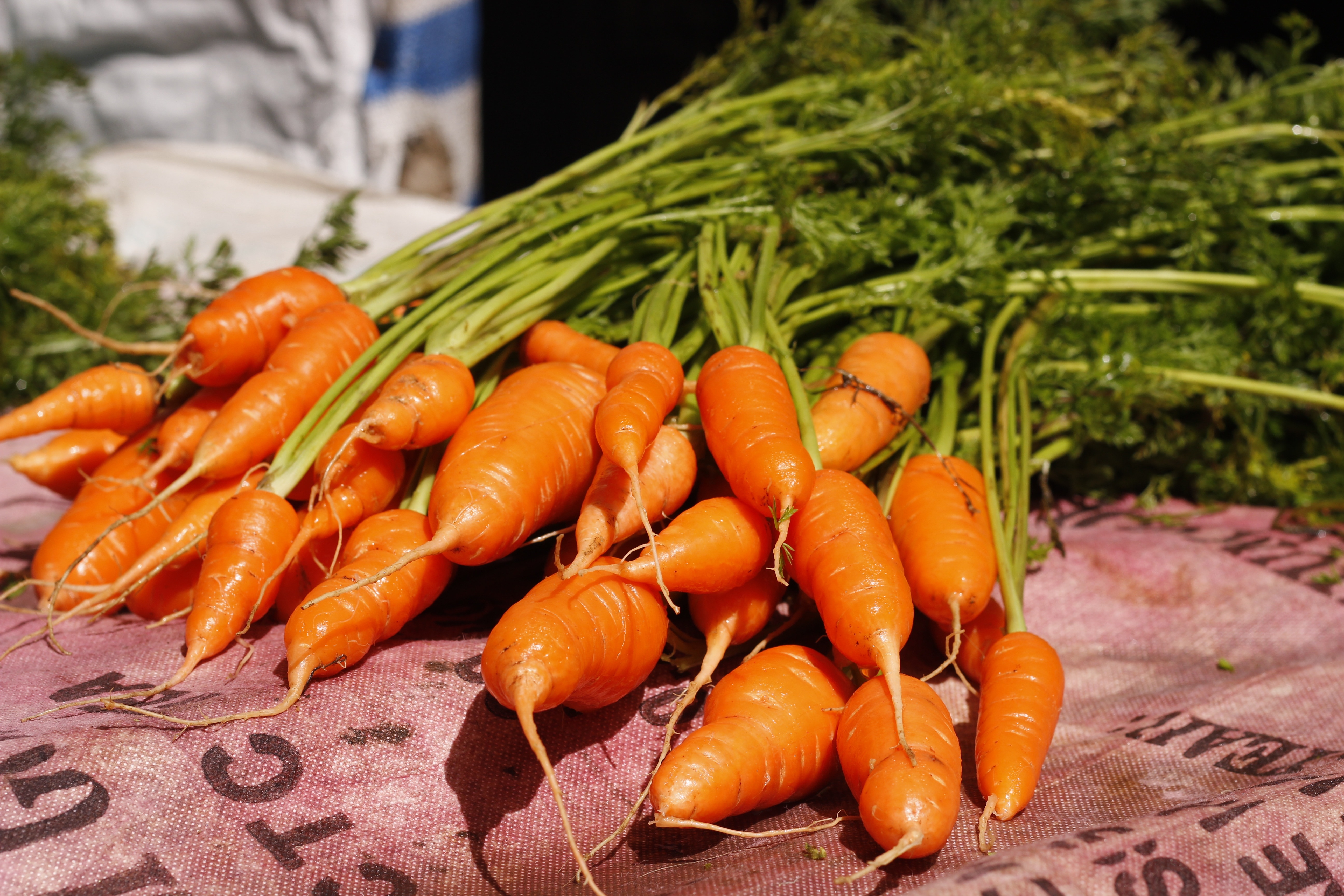 bundle of carrots