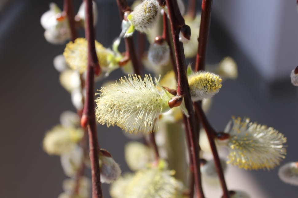 Flower, Nature, Spring, Flowers, pussy willow, growth preview