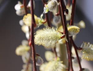 Flower, Nature, Spring, Flowers, pussy willow, growth thumbnail