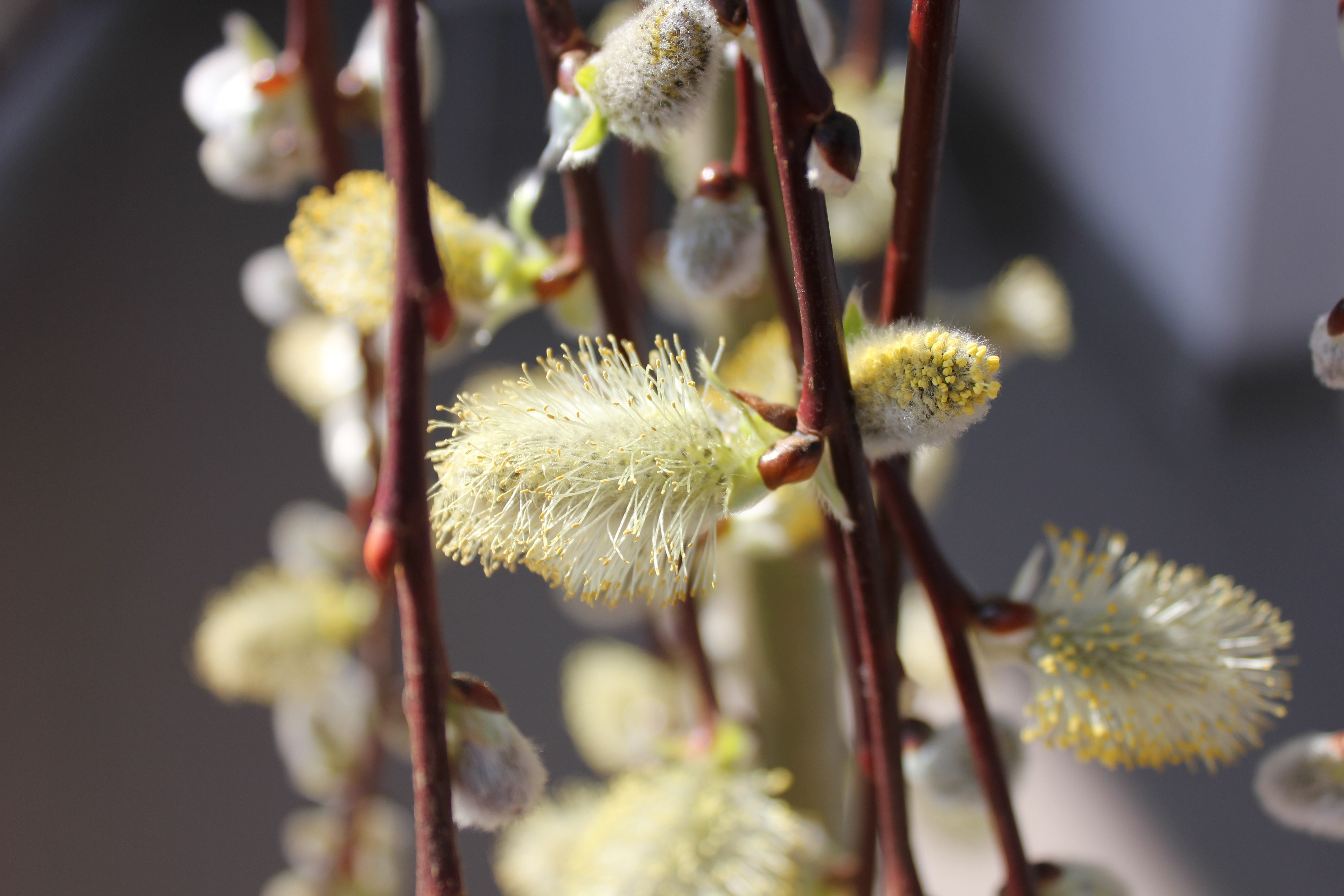 Flower, Nature, Spring, Flowers, pussy willow, growth