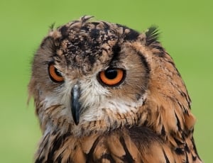 brown owl thumbnail
