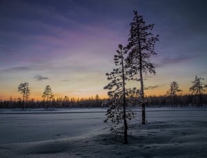 pine trees on snow ground under white sky golden hour photo thumbnail