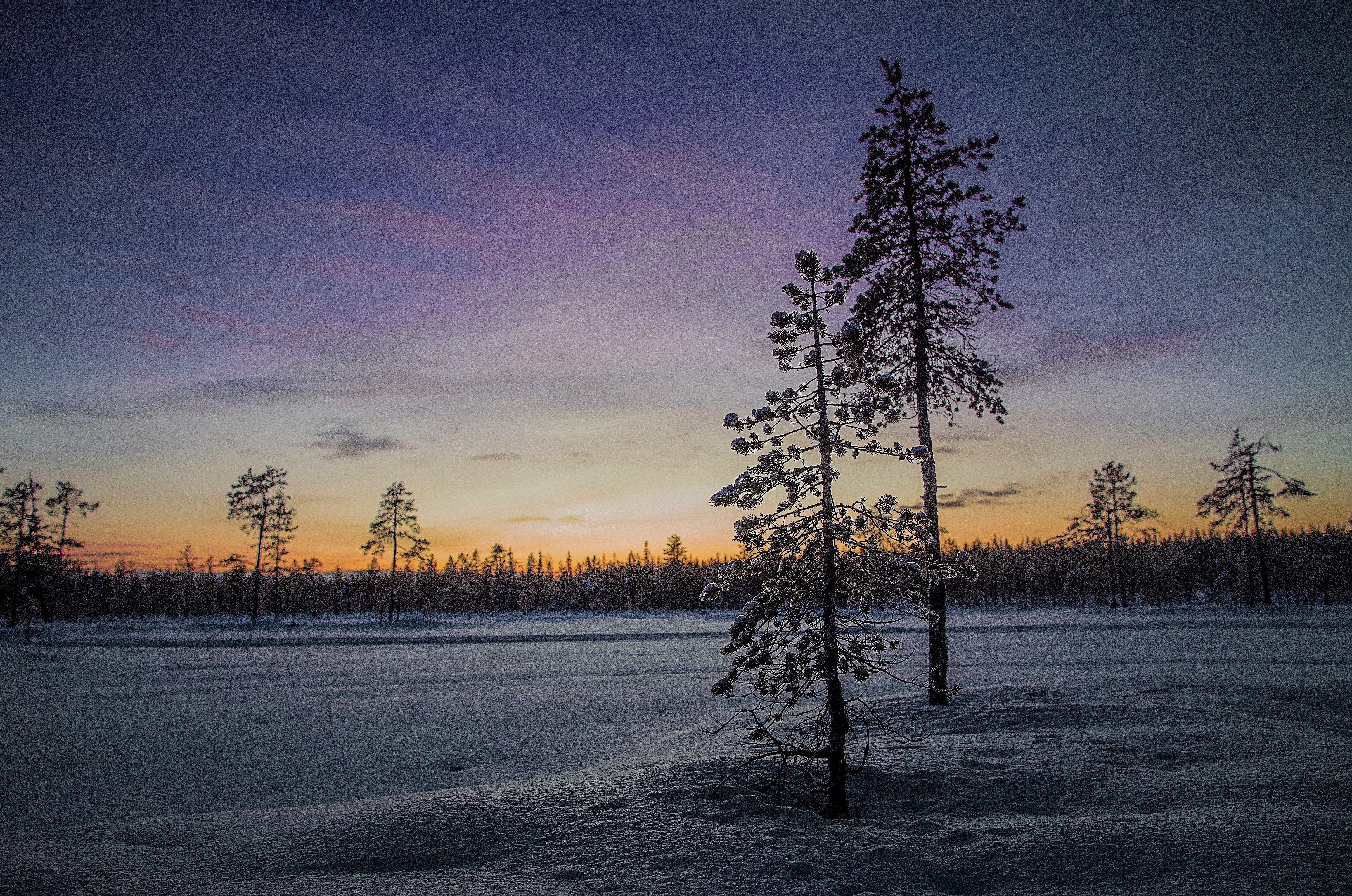 pine trees on snow ground under white sky golden hour photo