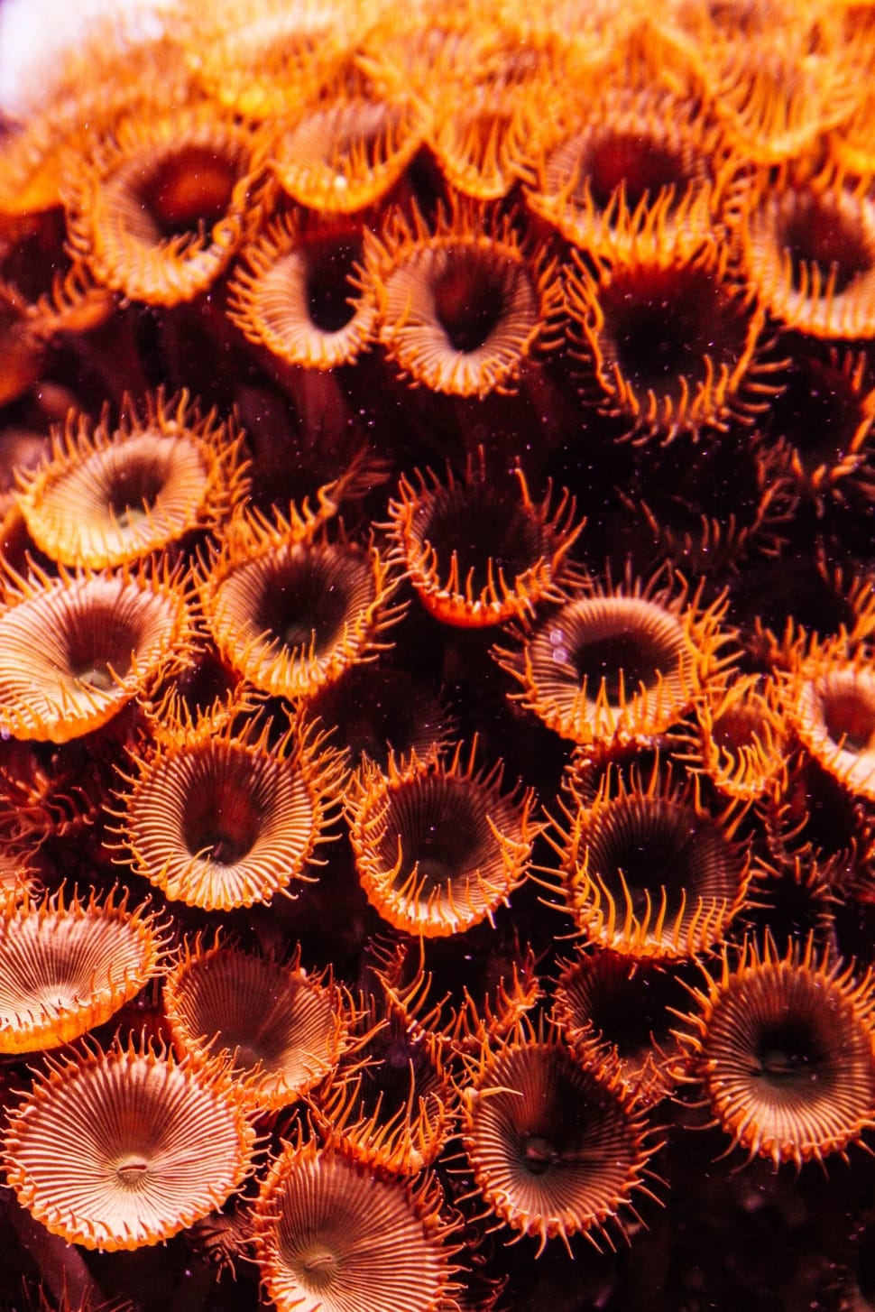 orange undersea creature preview