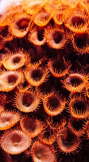 orange undersea creature thumbnail