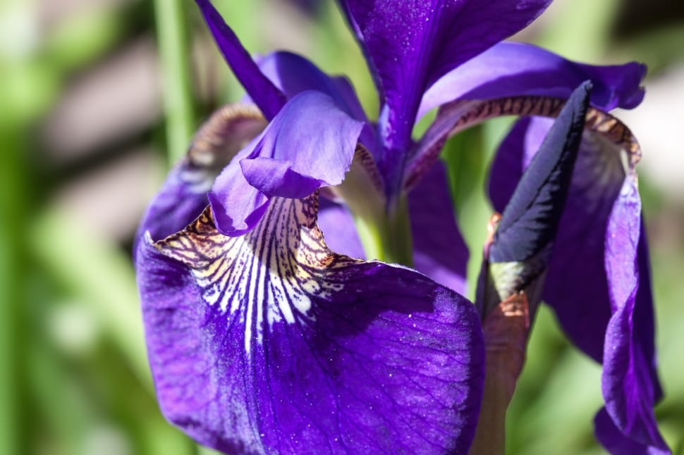 purple iris flower preview