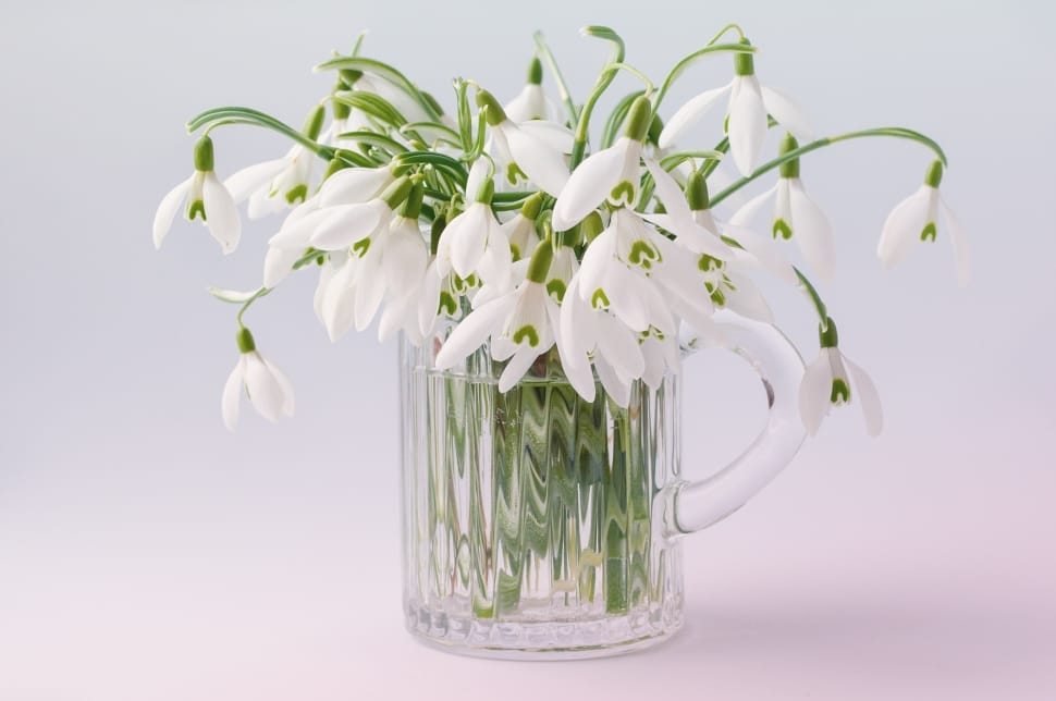 white petaled flowers in clear glass mug preview